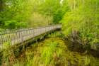USA-Louisiana-Tensas National Wildlife Refuge Boardwalk through swamp Art Print
